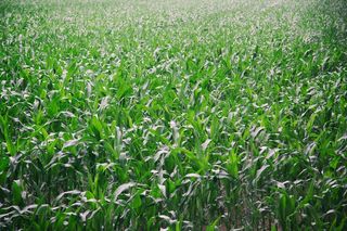 草地,稻田,花卉,荷花,黑麦草,青玉米田