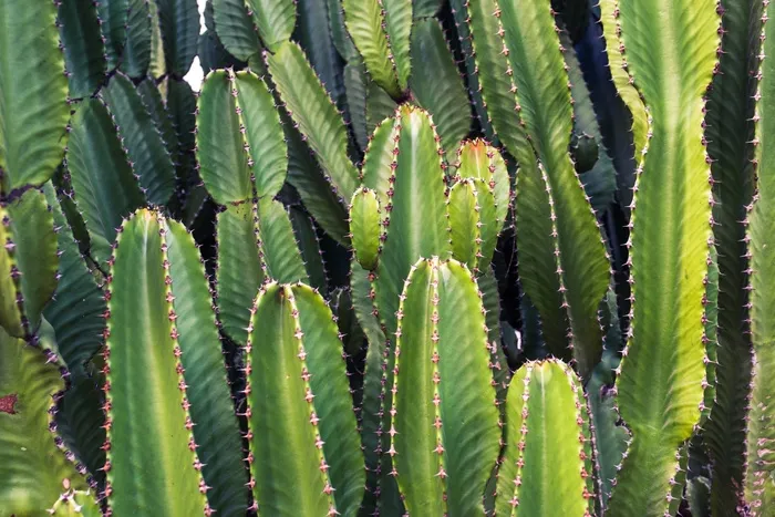 仙人掌，仙人掌，植物，绿色，自然