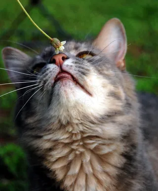 猫，猫的鼻子，猫的，小猫，凯蒂，蓬松，宠物