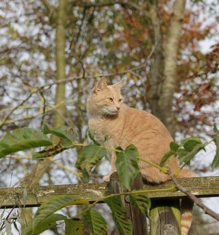 猫，家猫，猫脸，宠物，动物世界，动物