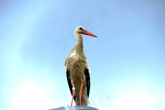 鹳，坐，休息，田园，休息，放松，放松