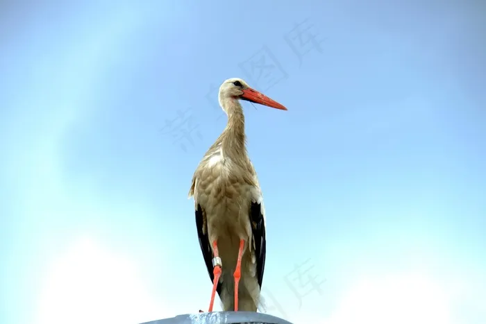 鹳，坐，休息，田园，休息，放松，放松