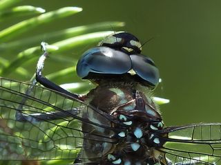 蜻蜓，蓝色，黑色，棕色，宏，头，昆虫