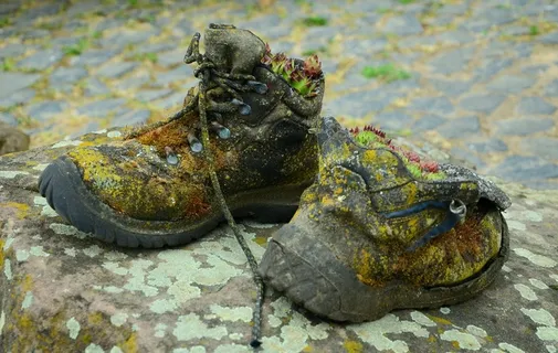 鞋子，旧，装饰，多肉植物，种植