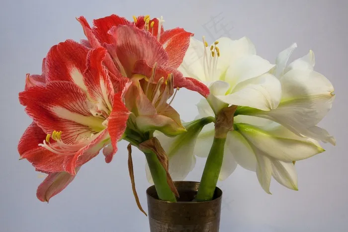 孤挺花，红色，白色，开花，花，植物