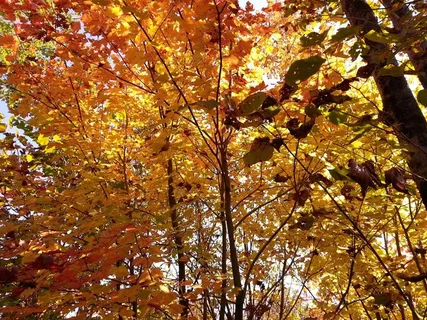 秋，秋天，颜色，颜色，华美，季节，叶子