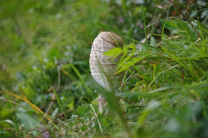 蘑菇，阳伞，筛网，筛网真菌