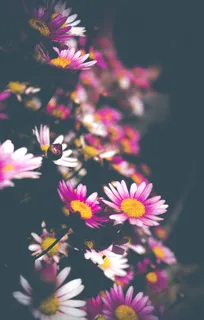 鲜花，粉红色，粉红色的花朵，花的，性质，颜色