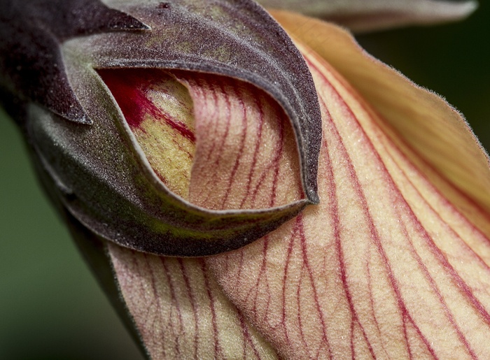 花，邪恶，眼，宏，颜色，桃，植物区系，花的