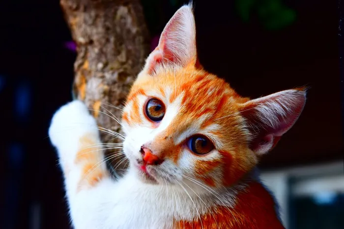 猫，动物，自然，年轻的猫