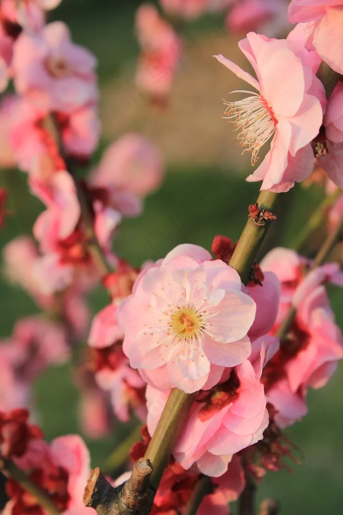 梅花，春天，粉红色，萌芽