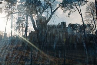 树,冰雪,山峦,绘画,生态林,阳光和老建筑