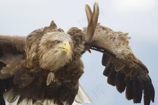 鹰，飞行，鸟，野生动物，捕食者，飞行，自然