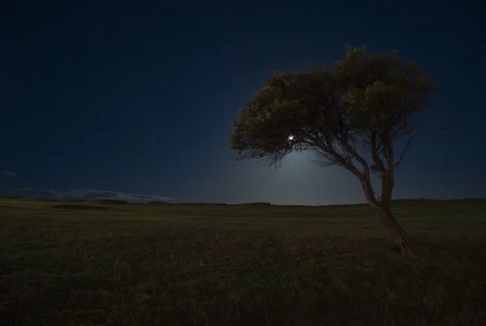 月亮，夜，黑暗，天空，星星，树，场，草