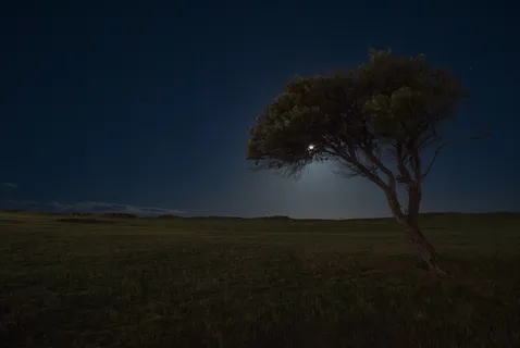 月亮,夜,黑暗,天空,星星,树,场,草 月亮,夜,黑暗,天空,星星,树,场,草