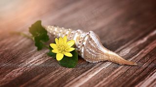 壳，花，开花，白屈菜，黄色，木