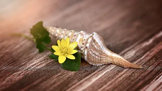 壳，花，开花，白屈菜，黄色，木