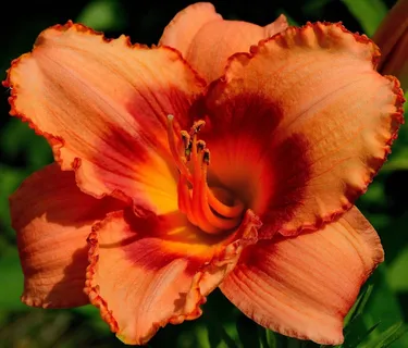 黄花菜,黄花菜植物,橙色黄花菜,黄花,绽放 黄花菜,黄花菜植物,橙色黄花菜,黄花,绽放