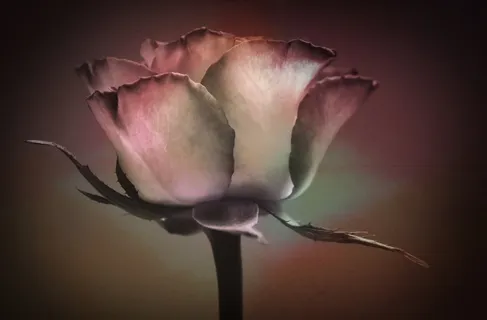 玫瑰,玫瑰绽放,开花,花,香 玫瑰,玫瑰绽放,开花,花,香