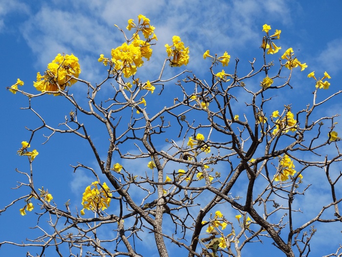 Ipê，黄色Ipê，春天，鲜花，黄色，塞拉多