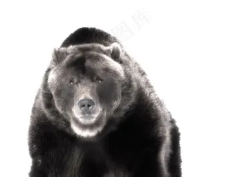 棕熊,头发,人脸,眼睛,鸟类,熊