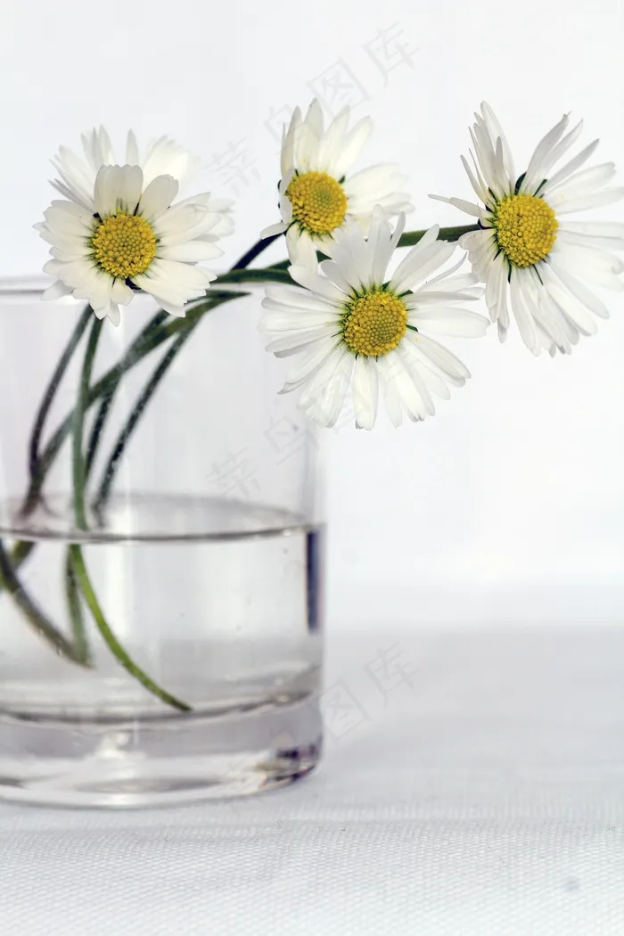 鲜花，静物，黛西，花瓶，关闭