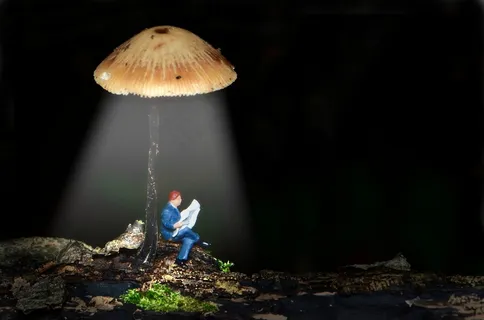 小人物,小,小世界,迷你,灯笼菇 小人物,小,小世界,迷你,灯笼菇
