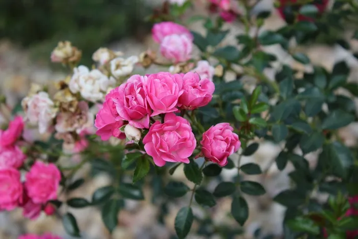 玫瑰，花，粉红玫瑰，鲜花，玫瑰花朵
