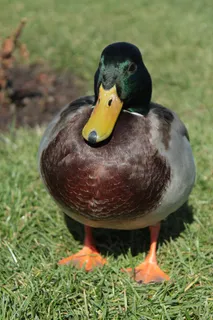 鸭，德雷克，全身羽毛，鸟，水禽，鸭鸟