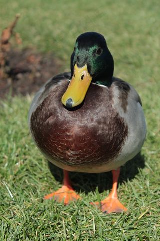 鸭，德雷克，全身羽毛，鸟，水禽，鸭鸟
