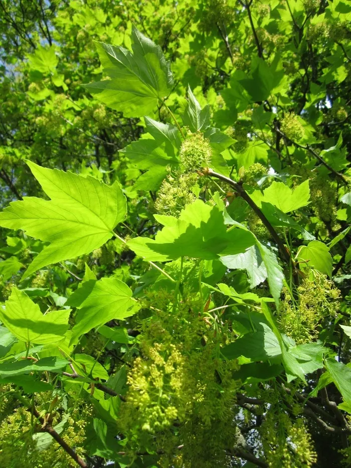 宏cer Pseudoplatanus，美国梧桐，美国梧桐枫，树