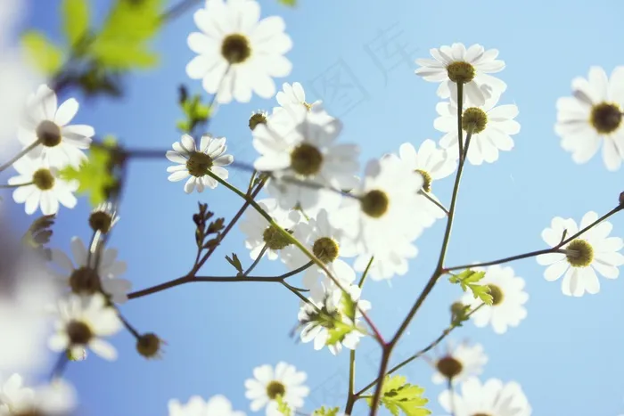 鲜花，夏天，自然，花园，蓝天，盛开，休息
