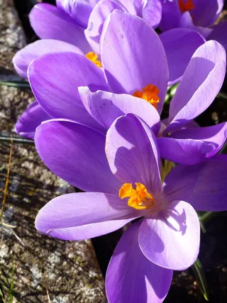 番红花，鲜花，春天，花园，草，阳光