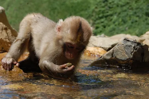 猴子,年轻,岩,寻找,野生动物,自然,野生 猴子,年轻,岩,寻找,野生动物,自然,野生