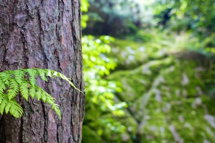 natural forest,树干,生态林,雪树银花,树,森林树树干吠