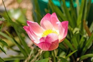 荷花，粉色的花，博，性质，植物，水
