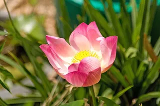 荷花，粉色的花，博，性质，植物，水