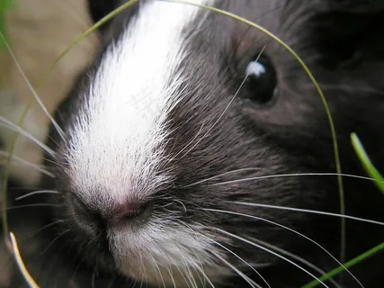 几内亚猪，黑色，女性，详细信息，鼻子，鼻子