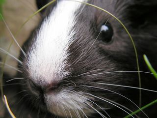 几内亚猪，黑色，女性，详细信息，鼻子，鼻子