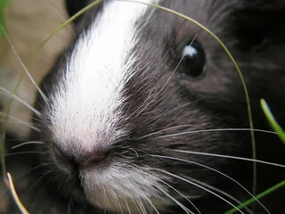 几内亚猪，黑色，女性，详细信息，鼻子，鼻子