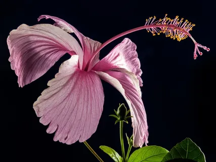 芙蓉花,开花,花,粉红色,棉花糖 芙蓉花,开花,花,粉红色,棉花糖