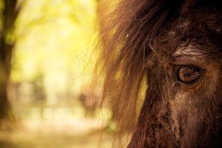 狮子,设得兰矮种马,头发,单座二轮马车,天空,动物动物园野牛