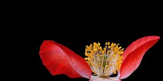 植物,运动鞋,木棉花,脚,皮鞋,在黑色背景上的罂粟雌蕊的特写镜头