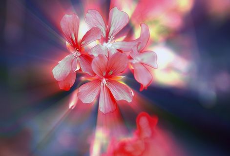 鲜花，一小束天竺葵