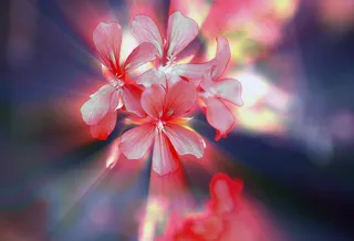 鲜花，一小束天竺葵