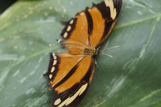 蝴蝶，热带，异国情调，热带房屋