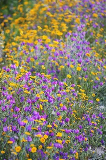 鲜花，春天，颜色，鲜艳，字段