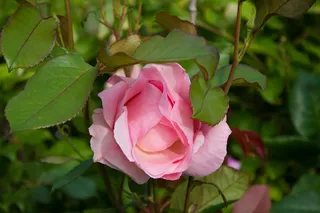 花，玫瑰，粉红色，花的，开花，自然，浪漫