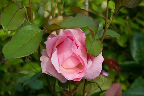 花,玫瑰,粉红色,花的,开花,自然,浪漫 花,玫瑰,粉红色,花的,开花,自然,浪漫