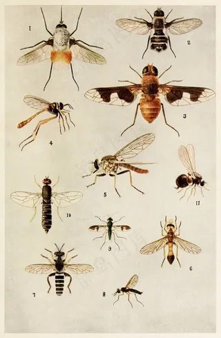 昆虫，印度人，生活，哈罗德，麦克斯韦，Lefroy，书